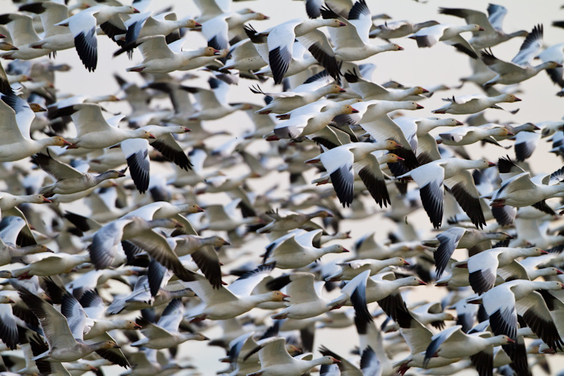 Snow Geese In Flight